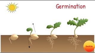 Seed Germination - How Giant Trees Grow Out of Tiny Seeds | #kids #science #education #children