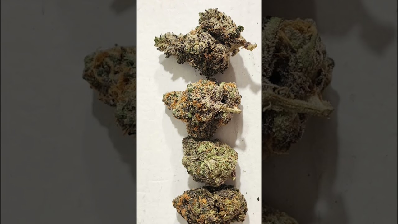 4 fire strains reviews coming soon seattle Washington weed reviews Marijuana 