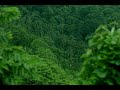 Beautiful Forest Birds Singing🐦 Nature Sounds for Sleep FocusSons Pássaros na Floresta para Relaxar
