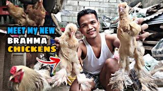 MEET MY NEW BRAHMA CHIKENs/FREE RANGE CHICKEN/heritage chickens