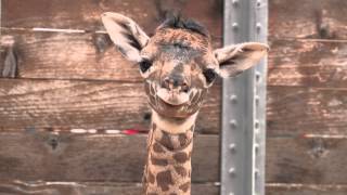 Baby Giraffe at the Zoo!