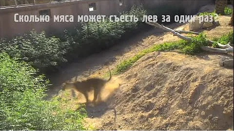 Сколько мяса может съесть лев? Узнай в Вирри!