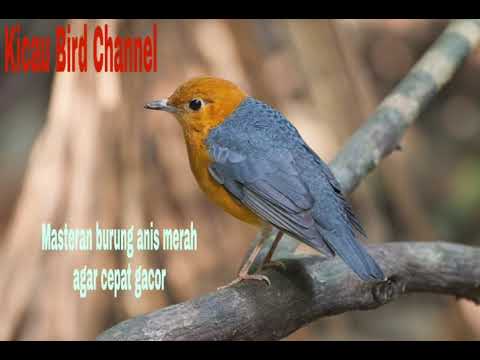 Masteran Burung Anis Merah Untuk Terapi Agar Cepat Gacor Youtube