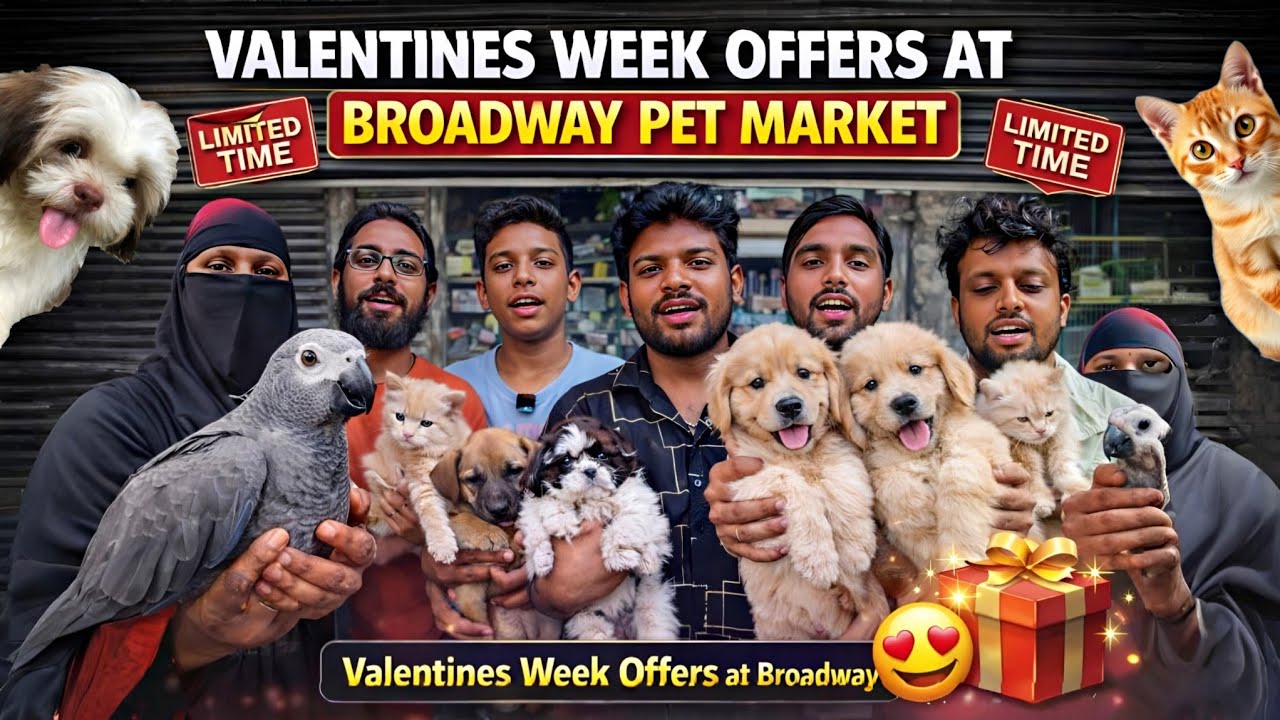 😻Valentine’s Week Offers at Chennai Pet Market 🐶🐱| Puppies, Kittens & Birds | Mannady 