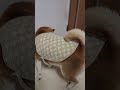 開けたら閉める柴犬