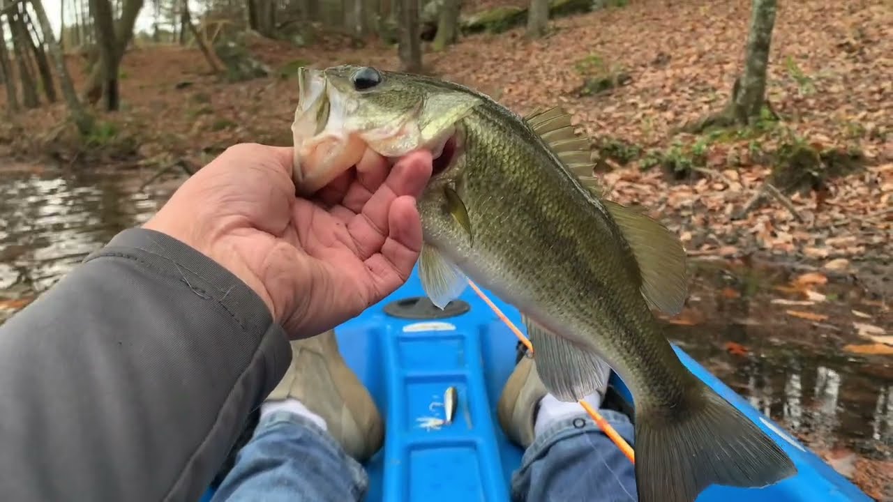 Fall Top Water Bass Fishing and Mystery Catch!