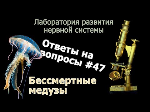 Бессмертные медузы