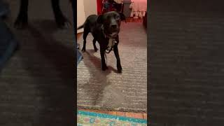 Watch Amari Rescue video