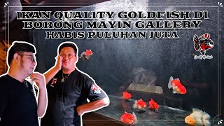 IKAN QUALITY GOLDFISH DI BORONG MAYIN GALLERY HABIS PULUHAN JUTA !!!