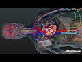 Aed in action  a 3d look inside the body