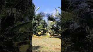 pokok kelapa pandan /usia 3 tahun 6 bulan #shorts