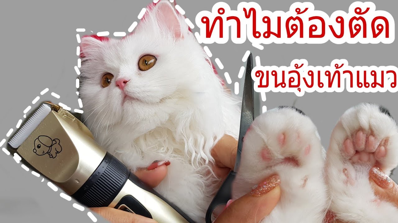 วิธีตัดขนอุ้งเท้าน้องแมว😺/ทำไมต้องตัดขนในอุ้งเท้า ️/how to cut hair
