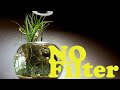 Diy No Filter Freshwater Ecosystem Bowl  | 30 Day Evolution