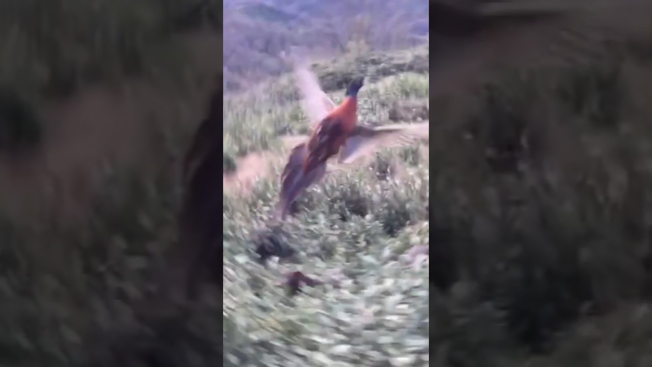 صید قرقاول خزری در شمال ایران .pointing.dog pheasant hunting. Shorts #