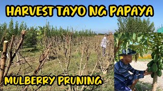 MULBERRY PRUNING TIME AGAIN + PAPAYA PICKING by RJ FARM TV 175 views 1 month ago 7 minutes, 22 seconds