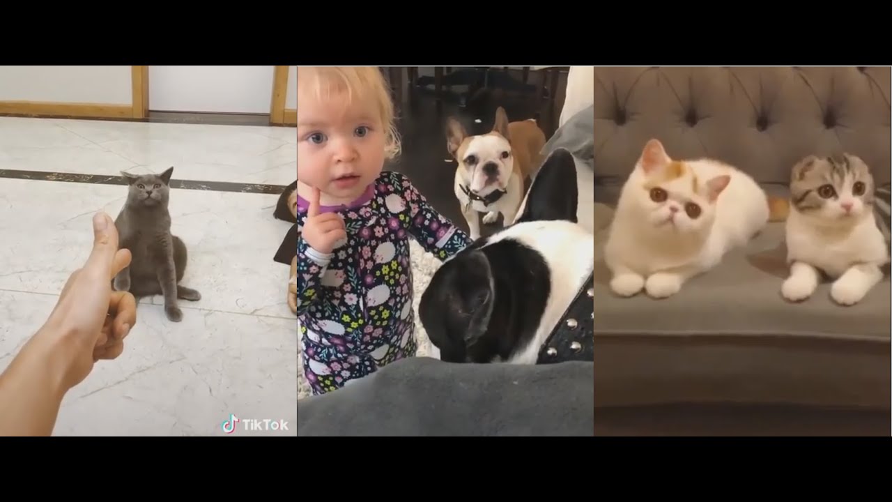 Tiktok compilation popular 2019