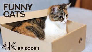 Cutest Cats Ever! - 4K Life of Funny Cats & Kittens - This Video will Make You Smile - Episode #1 by Animals and Pets 10,282 views 2 years ago 47 minutes