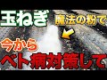 【冬の間から】病気対策することで玉ねぎがやられにくくなります