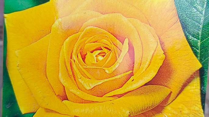 Мария Игнатовадағы порно суреттер