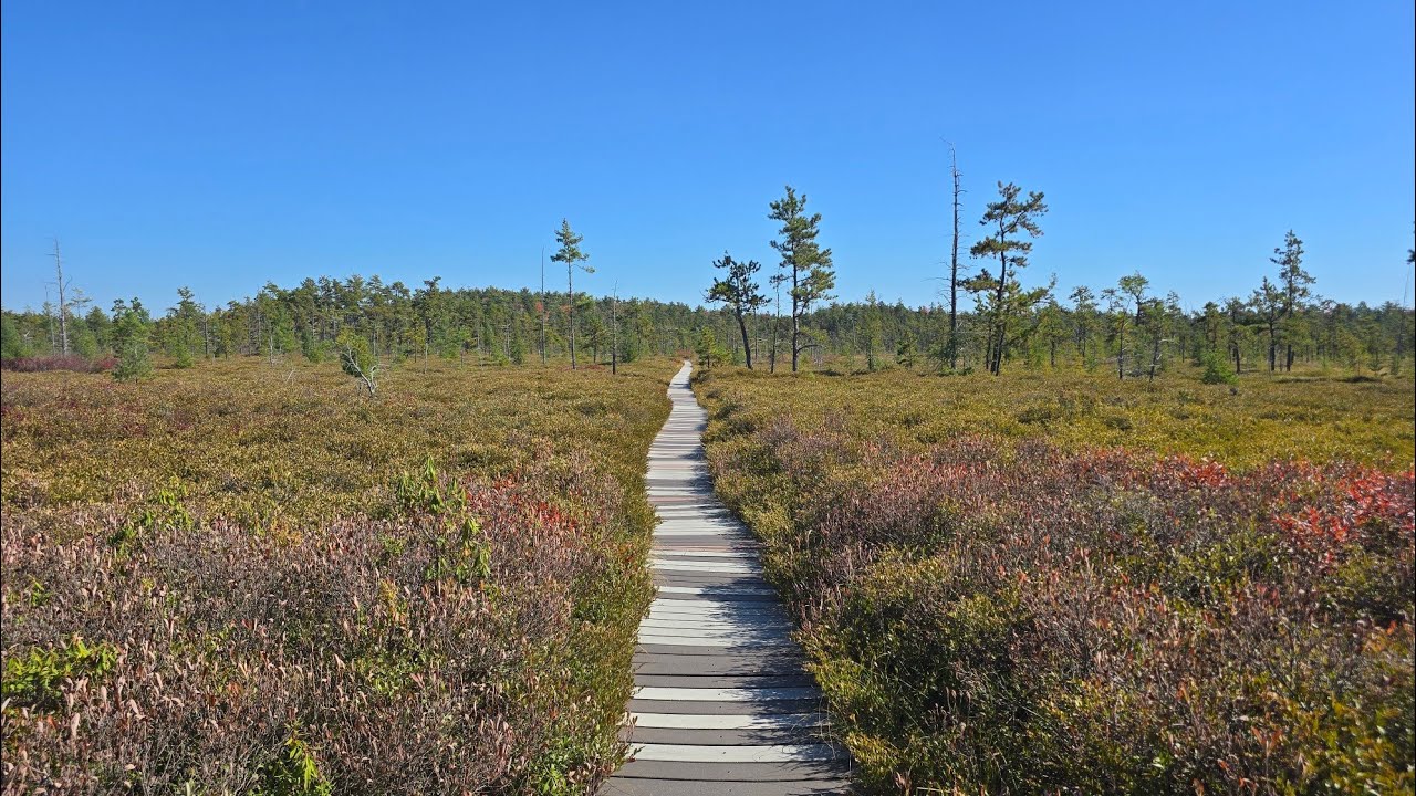 Southernmost Raised Bog in North America - Saco Heath Preserve - Maine ...