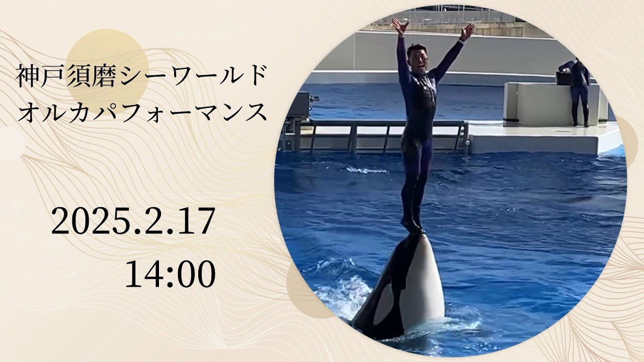 神戸須磨シーワールド オルカパフォーマンス 2025.2.17 14:00 - YouTube