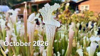 Carnivorous Plant Care for October 2026