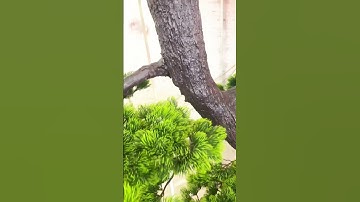 custom made fake pine tree artificial plant indoor landscape big tree