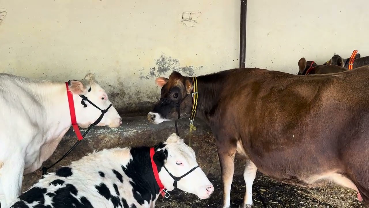Super duper selection done for Hyderabad farmer 🧑‍🌾 with top bloodline in cheap rates 