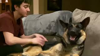 German Shepherd sounds like Chewbacca