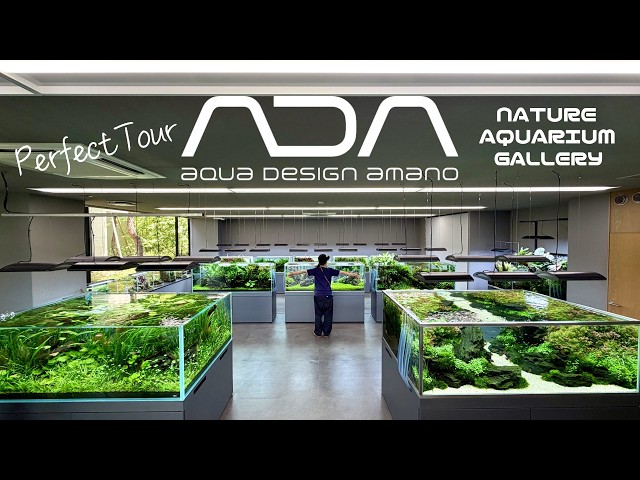 Aquarium】Inside ADA Headquartes Tour/ Nature Aquarium Gallery (A