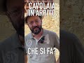 MACERATO DI POMODORO contro la CAVOLAIA