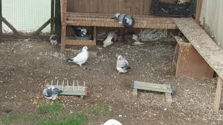 meulemans racing pigeons almond and black and white