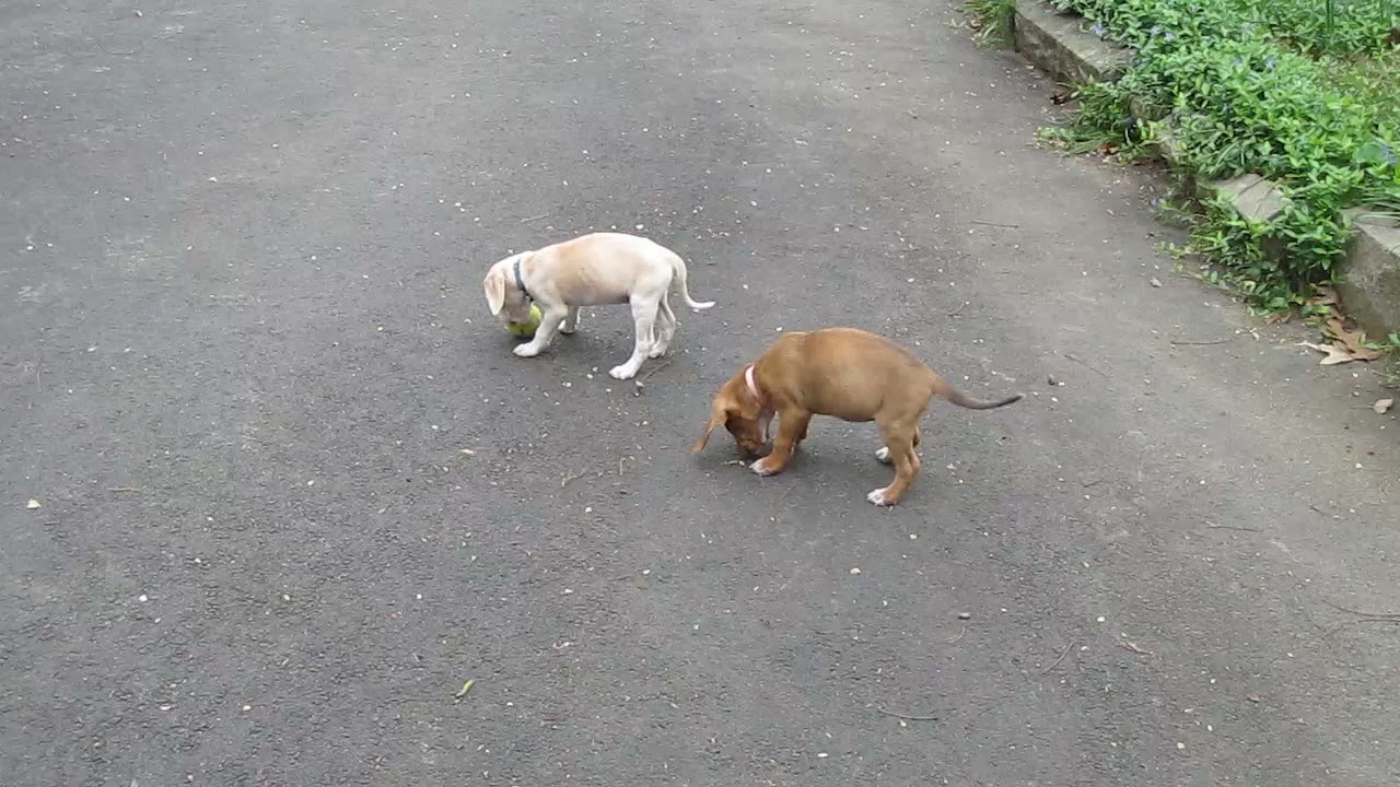 MVI 5530 Hugo fetches a ball