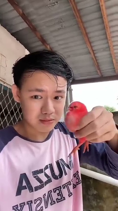 tanam anak ayam - tiktok Susanto Gouw #shorts