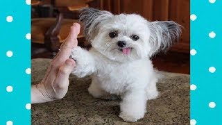 CUTE Dog High Five like a boss | Funny Pets Videos