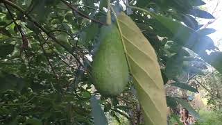 Ένα κτήμα με πολυκαλλιέργεια στις Βρύσες Νέας Κυδωνίας Χανίων.