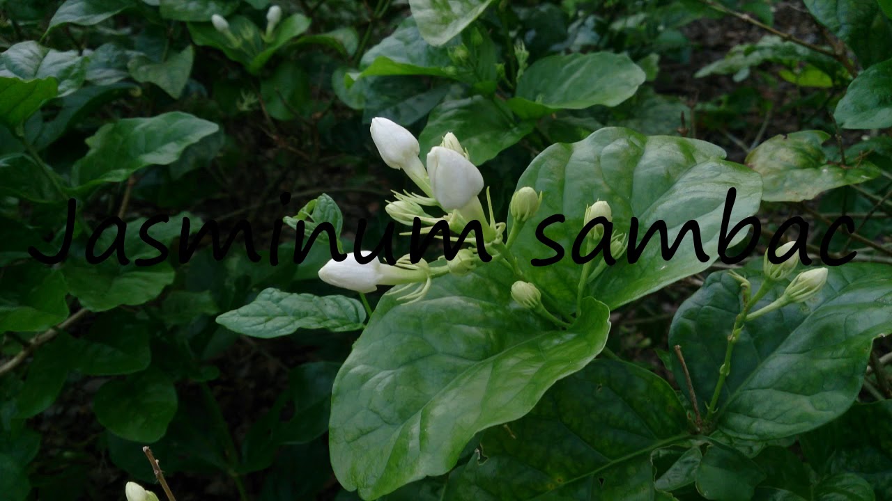 How to Pronounce Jasminum sambac? YouTube