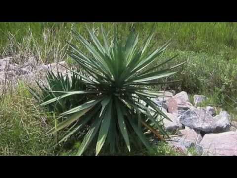 Video: Soapweed Yucca Information: A Guide To Growing Soapweed Yuccas