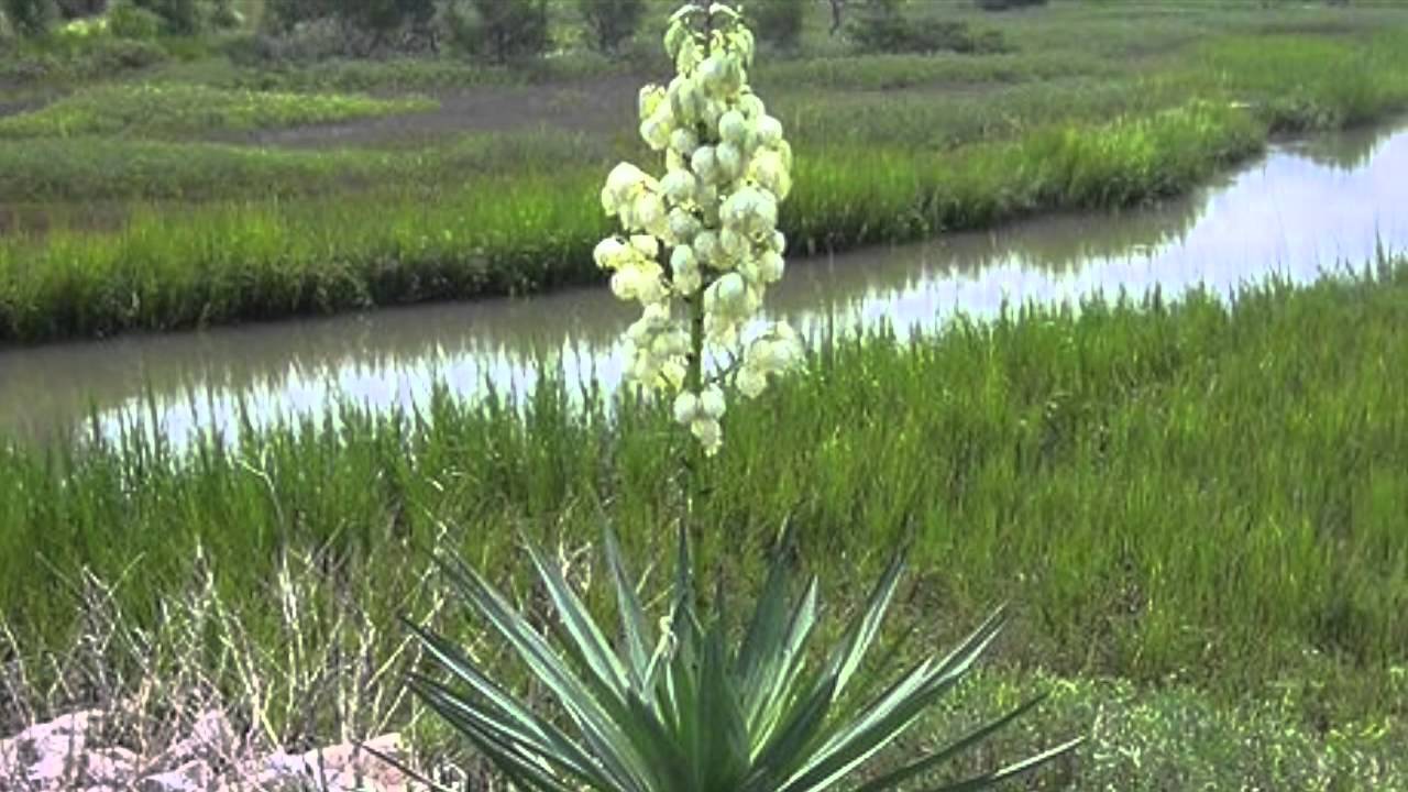 What is Yucca? | GardenersHQ Plant Growing Guides - YouTube