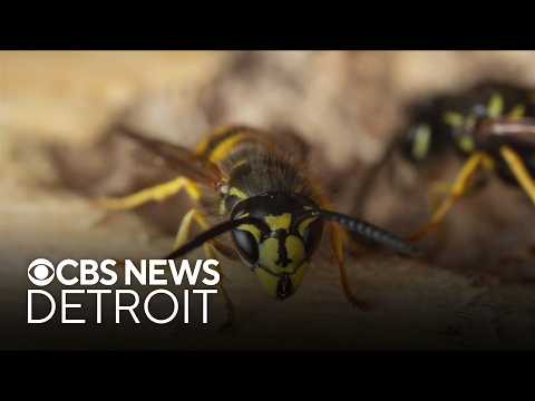 Why so many yellowjackets are buzzing around Southeast Michigan