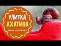 Как ухаживать за улитками. Советы для начинающих