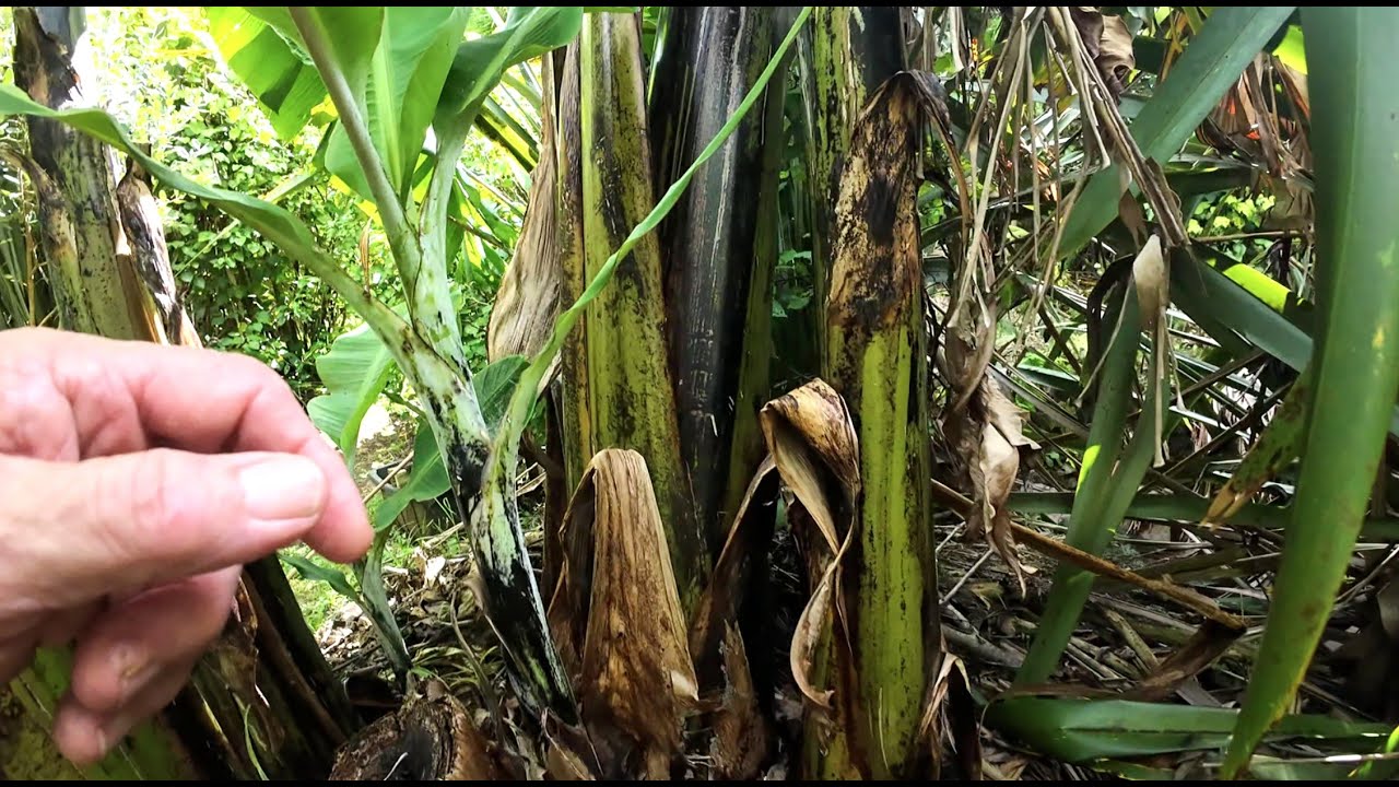 Growing Bananas 16 Jan 2026
