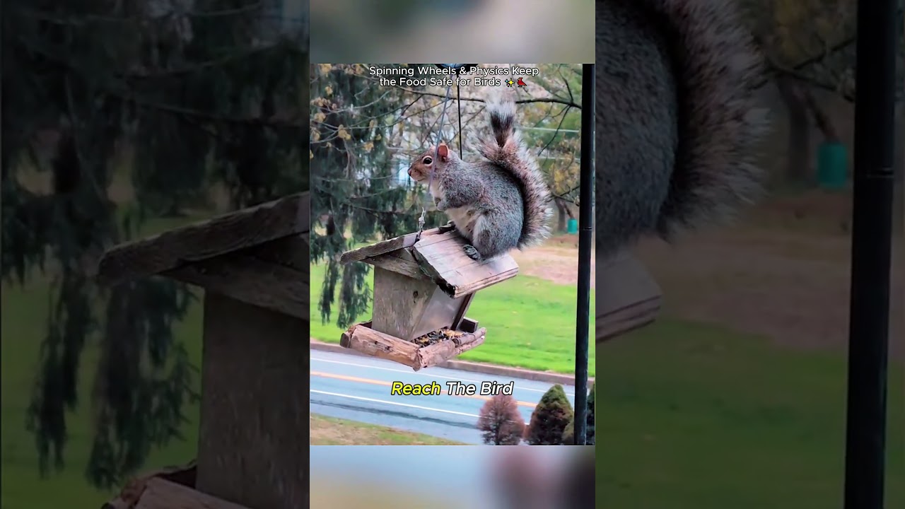 🐦 #Hacks #Squirrel#usa #didyouknow #MindBlown