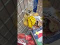 Walmart grocery shopping the family store #shopwithme #walmart #home #asmr #shortvideo