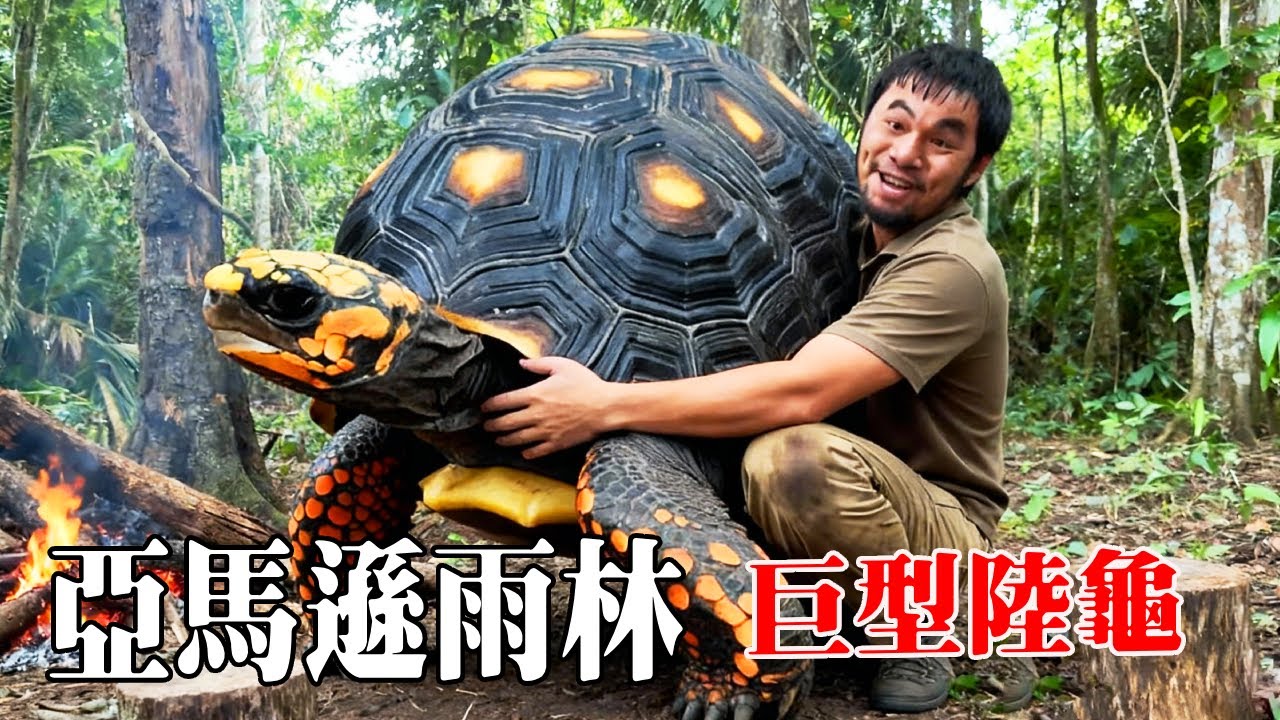 南美洲亞馬遜雨林生存挑戰（上）：深入叢林發現大量罕見陸龜，設置陷阱還抓到野兔，荒野挑戰一點不比在家生活差【探索兄弟】
