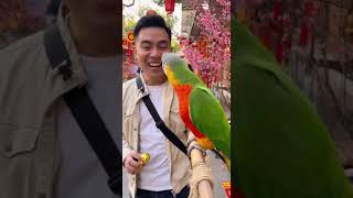 Năm mới giàu to 🤗🤗🤗 #shorts #vetnoichuyen #parrot #suolparrots