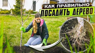 Как посадить плодовое дерево? Правила посадки плодовых деревьев.