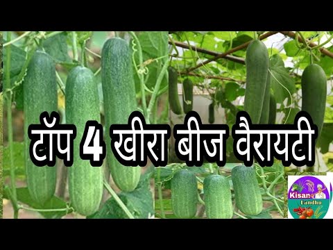 Top 4 cucumber seedककड़ी खीरा की उच्च उपज देने वाली टॉप 4 वैरायटी।ककरी की अधिक उत्पादन वाली किस्में।