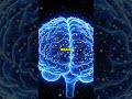 This Is What Caffeine Does To Your Brain
