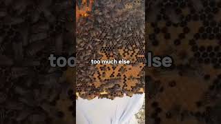 Checking On The Brood Chamber Today And Spotted Some Queen Cups